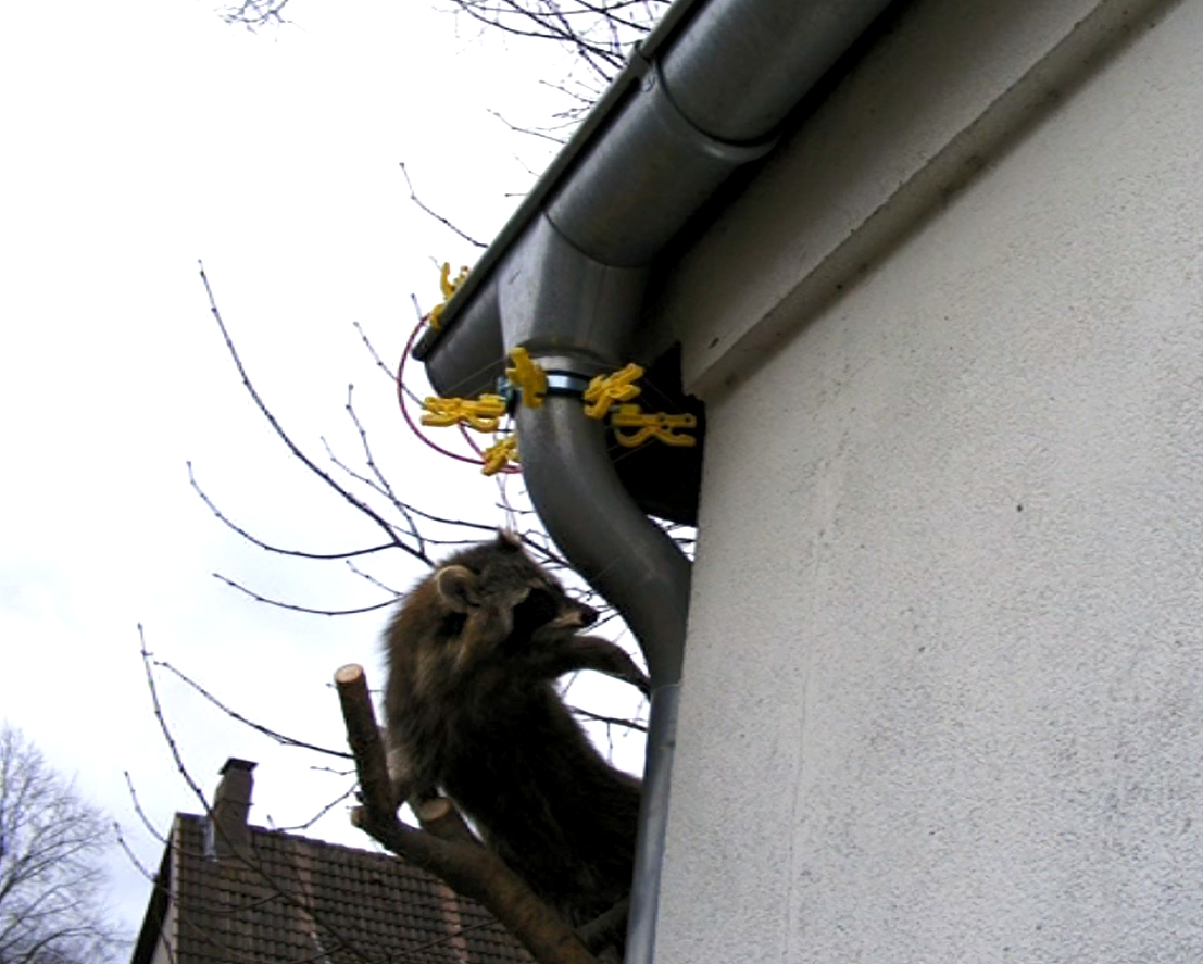 Waschbar_weg_vom_Dach_mit_Elektrozaun_92-477-006270