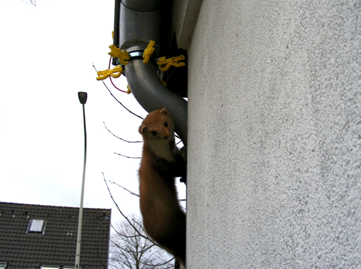 Marder_weg_vom_Dach_mit_Elektrozaun_92-477-006270